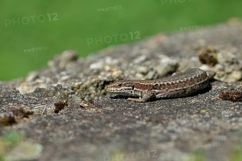 Wall lizard (Podarcis muralis), European wall lizard, in a vineyard, portrait, reptiles, animals, lizards, Cochem, Moselle, Rhineland-Palatinate, Germany