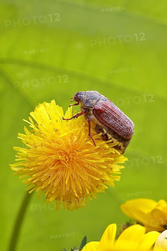 Cockchafer, field cockchafer (Melolontha melolontha), female on a dandelion (Taraxacum) flower, Wilnsdorf, North Rhine-Westphalia, Germany