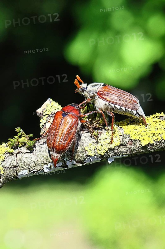 May beetle, wood cockchafer (Melolontha hippocastani), male and female, on a lichen-covered branch, pair of animals, close-up, Wilnsdorf, North Rhine-Westphalia, Germany