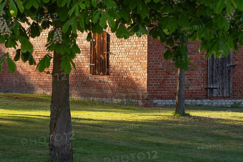 View through two chestnut trees to a part of a barn, Böhme, Heidekreis, Rethem Aller, Leine Aller Tal, Lower Saxony, Germany