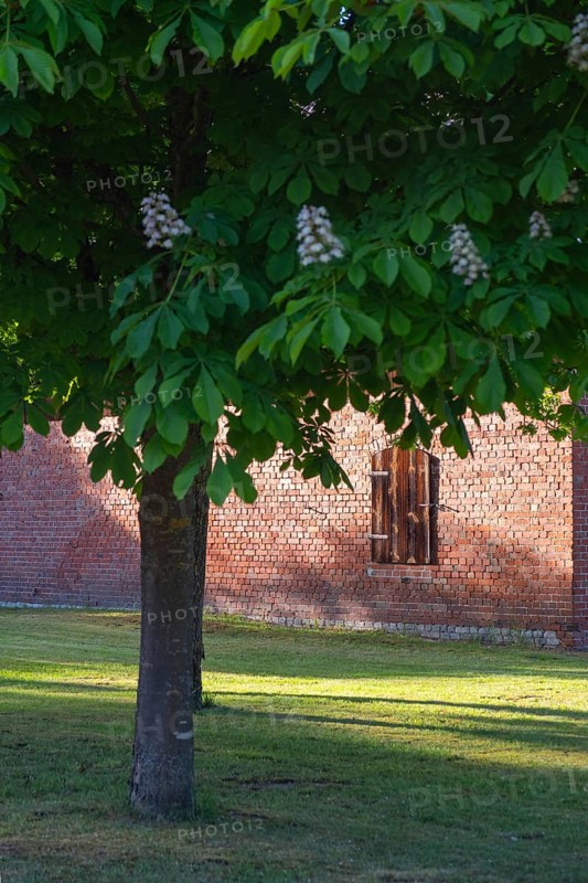 View through a chestnut tree to a part of a barn, Böhme, Heidekreis, Rethem Aller, Leine Aller Tal, Lower Saxony, Germany