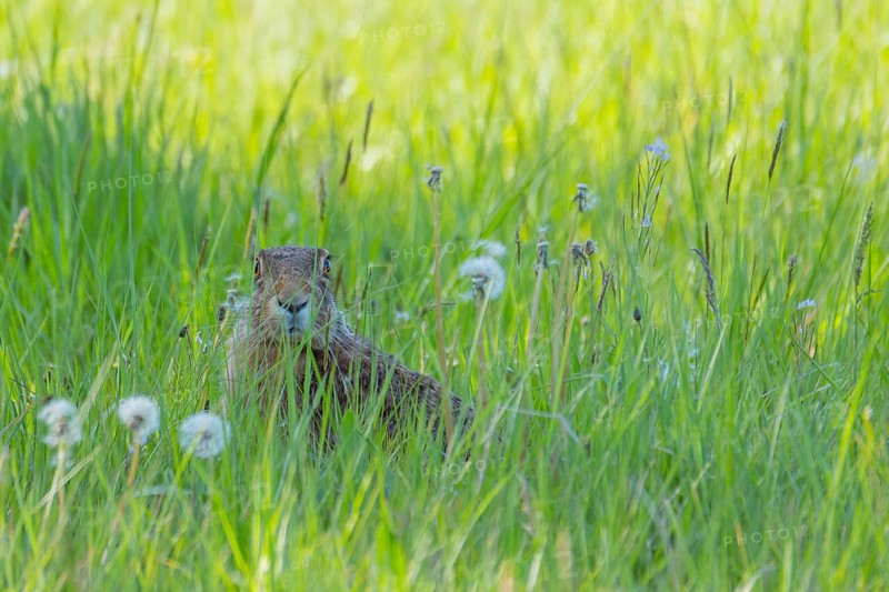 A hare (Lepus europaeus) sitting in the grass, animal photo, nature photo, wildlife, fauna, Neustadt am RÃ¼benberge, Hanover Region, Lower Saxony, Germany