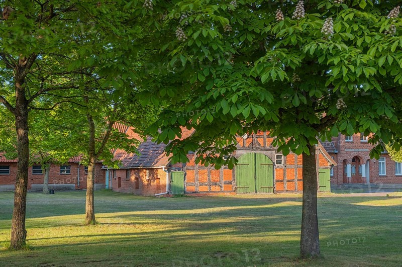 View through chestnut trees to a farm, Böhme, Heidekreis, Rethem Aller, Leine Aller Tal, Lower Saxony, Germany
