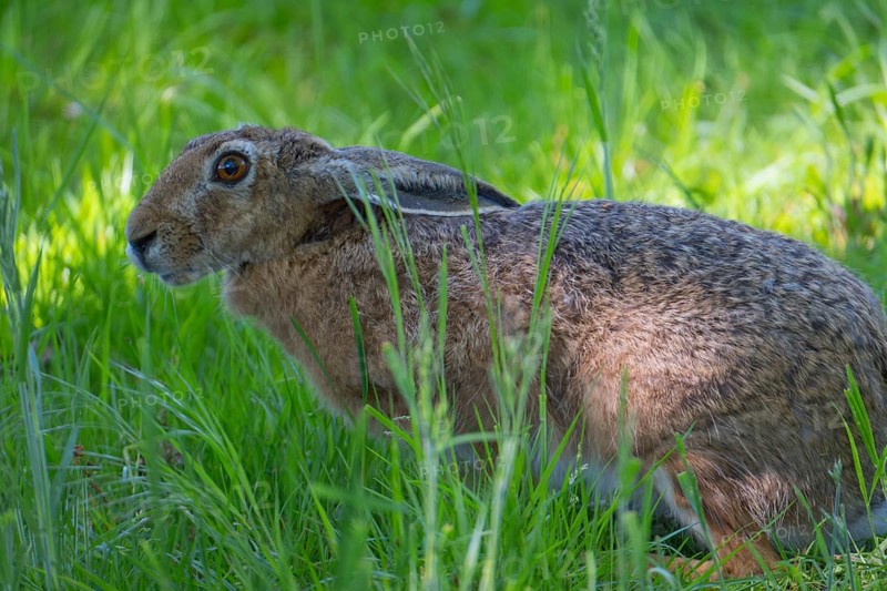 A hare (Lepus europaeus) sits slightly crouched in the grass, animal photo, nature photo, wildlife, fauna, Neustadt am RÃ¼benberge, Hanover region, Lower Saxony, Germany