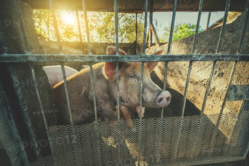 Portrait of a beautiful caged pig in a home farm