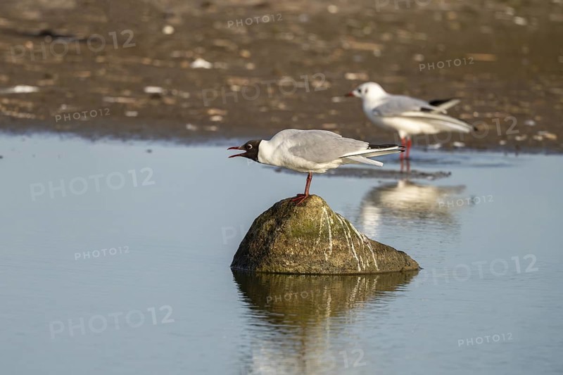 Black-headed gull (Larus ridibundus), sitting on a stone and calling, Texel, province of North Holland, Netherlands