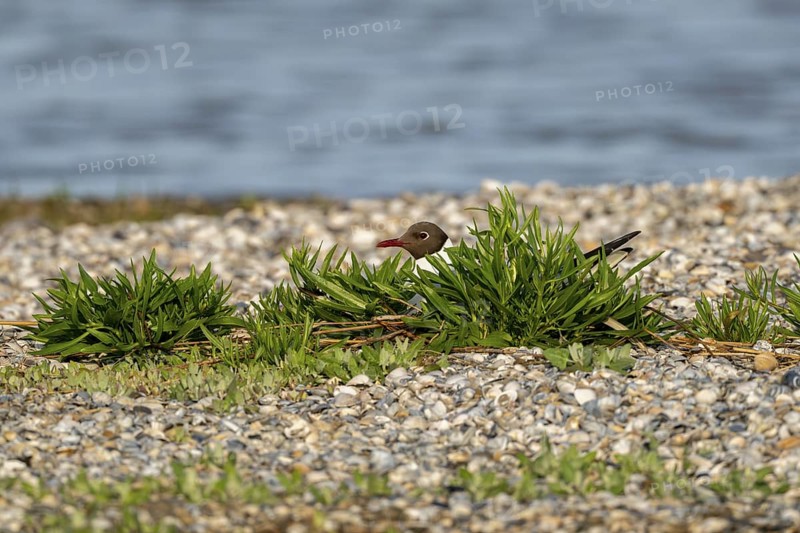 Black-headed gull (Larus ridibundus), sitting concealed on its nest, Texel, Netherlands