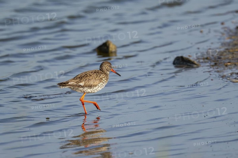 Redshank (Tringa totanus), Texel, West Frisian Islands, province of North Holland, Netherlands