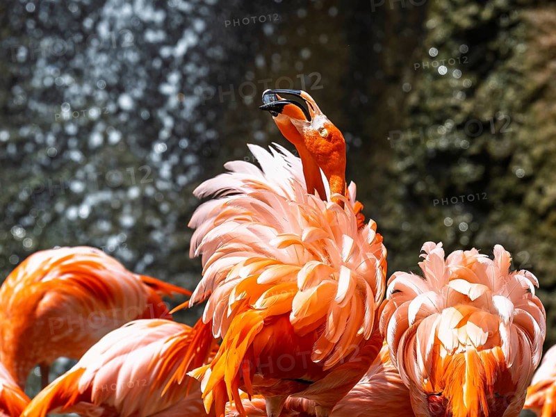 American flamingo, Phoenicopterus ruber, group of birds