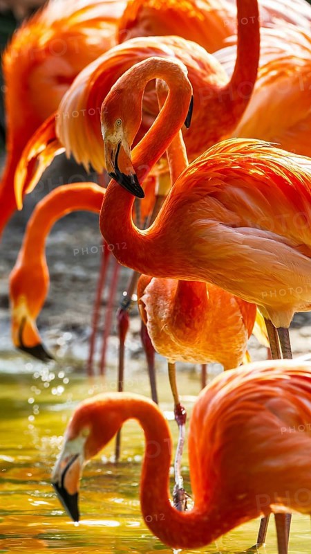 American flamingo, Phoenicopterus ruber, group of birds