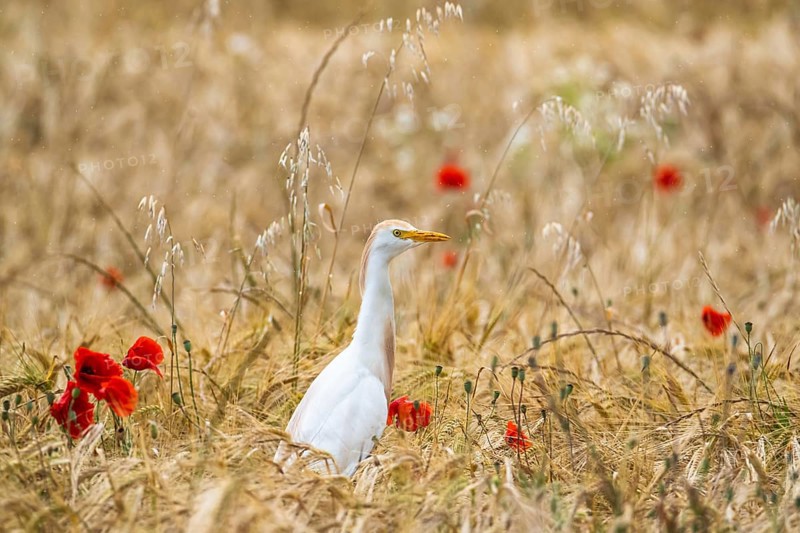Cattle Egret, Bubulcus Ibis, bird in a field of grain and Red poppies