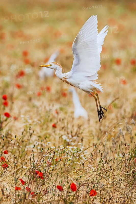 Cattle Egret, Bubulcus Ibis, bird in a field of grain and Red poppies