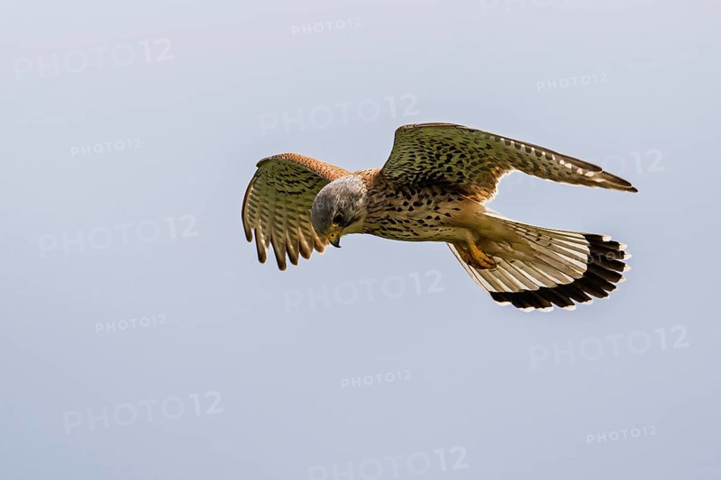 Common Kestrel, Falco tinnunculus, bird in flight