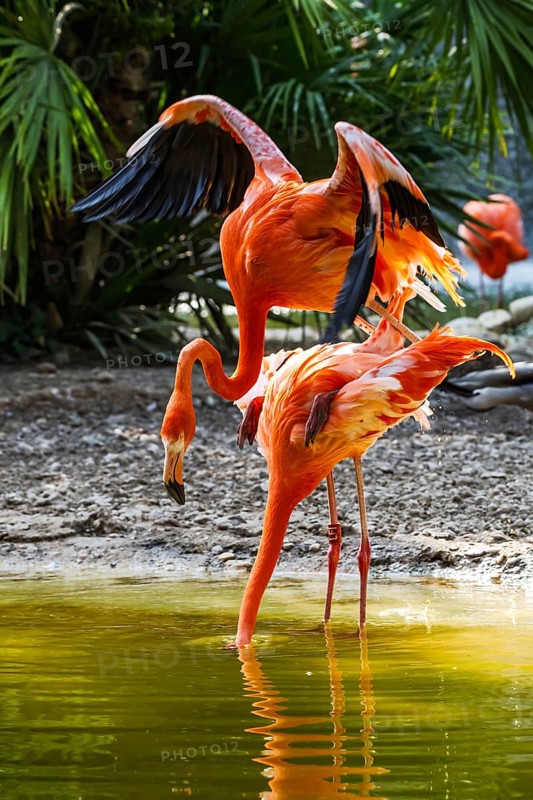 American flamingo, Phoenicopterus ruber, pair of birds during copulation