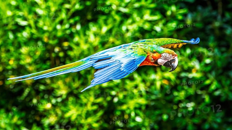 Blue-and-yellow macaw, Ara ararauna, bird in flight