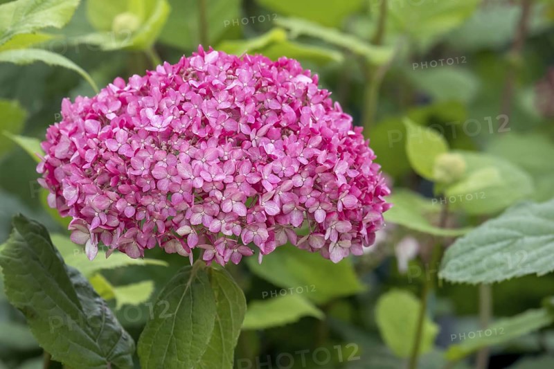 Ball hydrangea variety Ruby Annabelle, Hydrangea arborescens, North Rhine-Westphalia, Germany