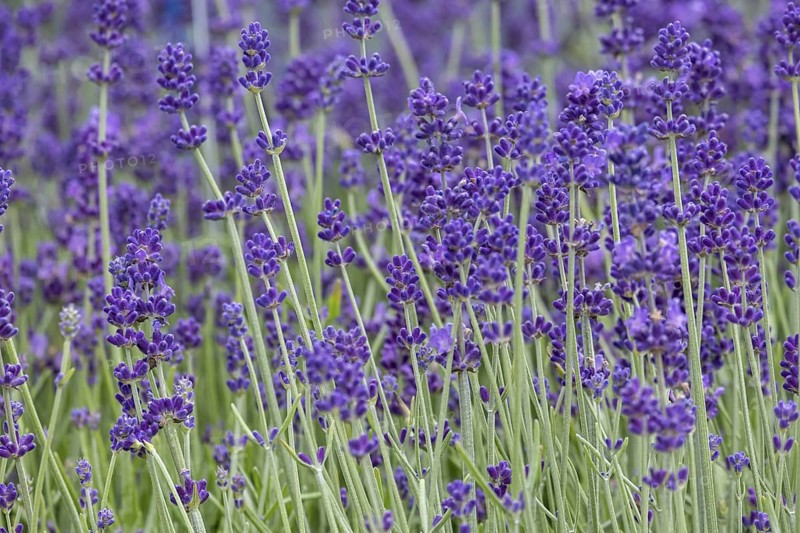 Flowering lavender (Lavandula), North Rhine-Westphalia, Germany