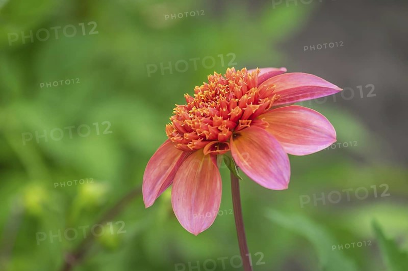 Dahlia (Dahlia), North Rhine-Westphalia, Germany