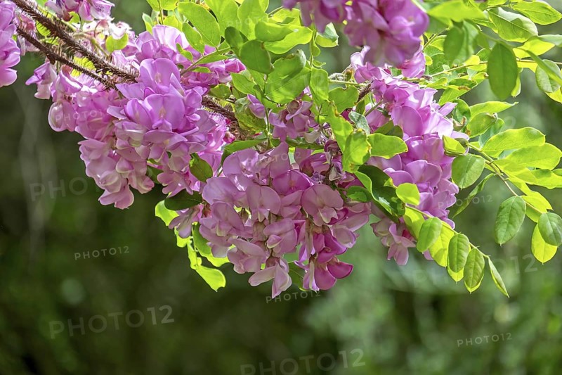 Robinia hispida (Robinia hispida), flowering, MÃ¼nsterland, North Rhine-Westphalia, Germany