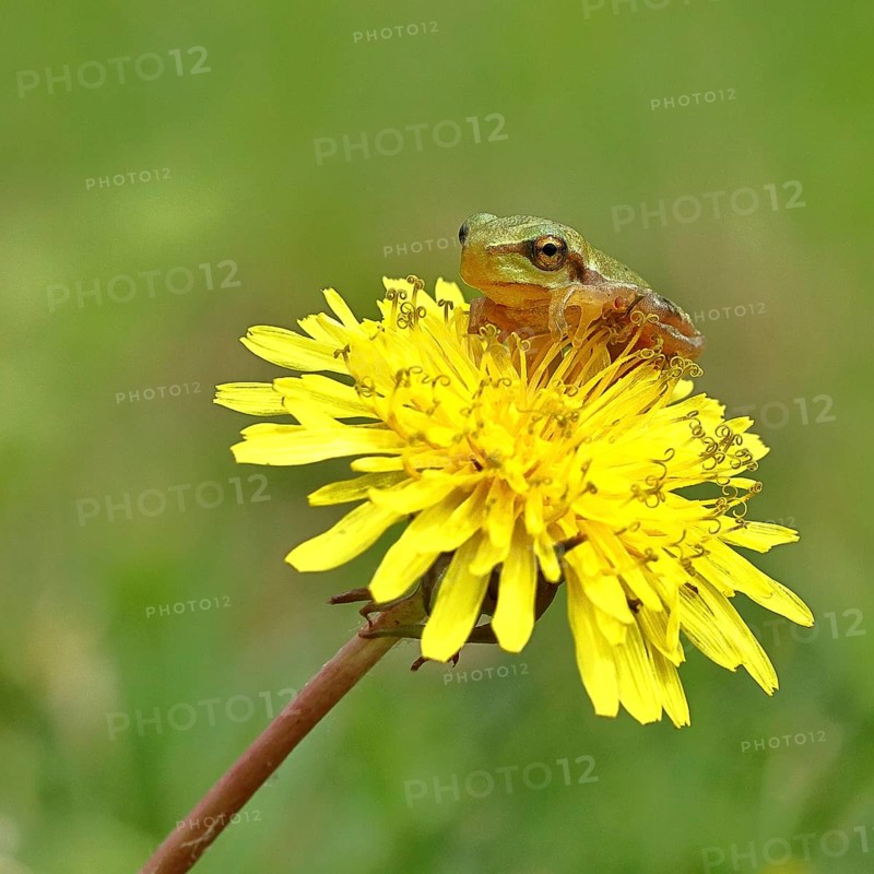 European tree frog (Hyla arborea) sitting on a yellow dandelion flower (TarÃ¡xacum), close-up, Lake Neusiedl National Park, Burgenland, Austria
