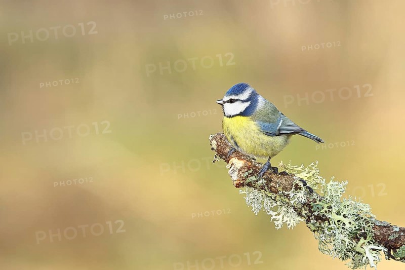 Blue tit (Parus caeruleus), sitting on a branch overgrown with reindeer lichen (Cladonia rangiferina), Wilnsdorf, North Rhine-Westphalia, Germany