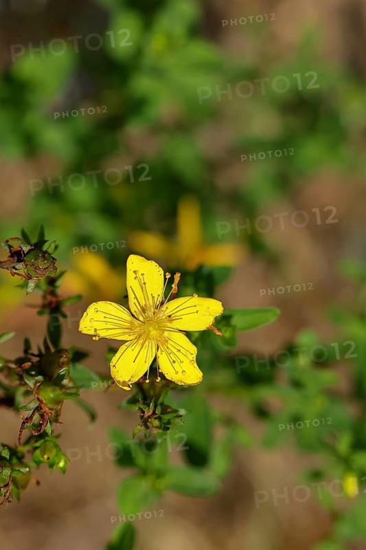 Common St John's wort (Hypericum perforatum), spotted St John's wort or common St John's wort (Hypericum perforatum), medicinal plant, flowering, Wilnsdorf, North Rhine-Westphalia, Germany