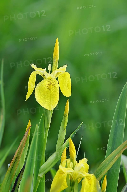 Marsh iris (Iris pseudacorus), yellow flower in a pond, Wilnsdorf, North Rhine-Westphalia, Germany