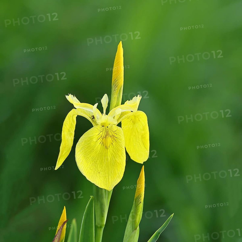 Marsh iris (Iris pseudacorus), yellow flower in a pond, Wilnsdorf, North Rhine-Westphalia, Germany