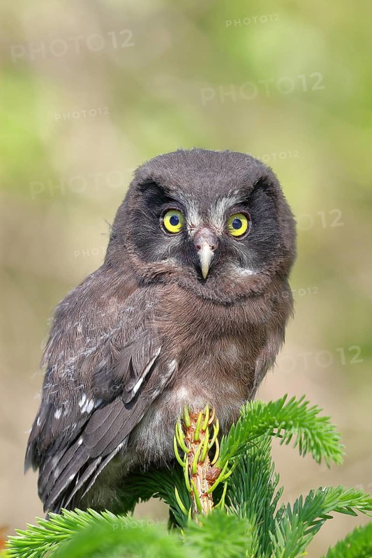 Great horned owl (Aegolius funereus), young bird sitting on the top of a spruce, European spruce (Picea abies), Wilnsdorf, North Rhine-Westphalia, Germany
