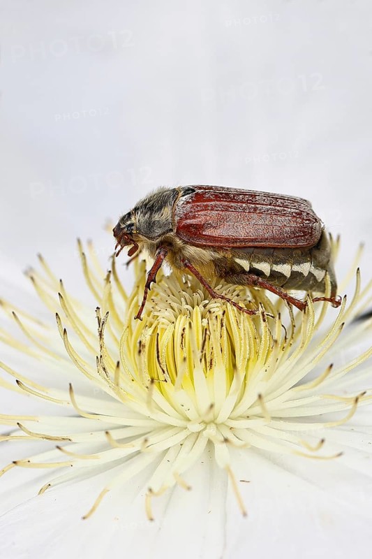 Cockchafer, field cockchafer (Melolontha melolontha), female on a clematis flower, Wilnsdorf, North Rhine-Westphalia, Germany
