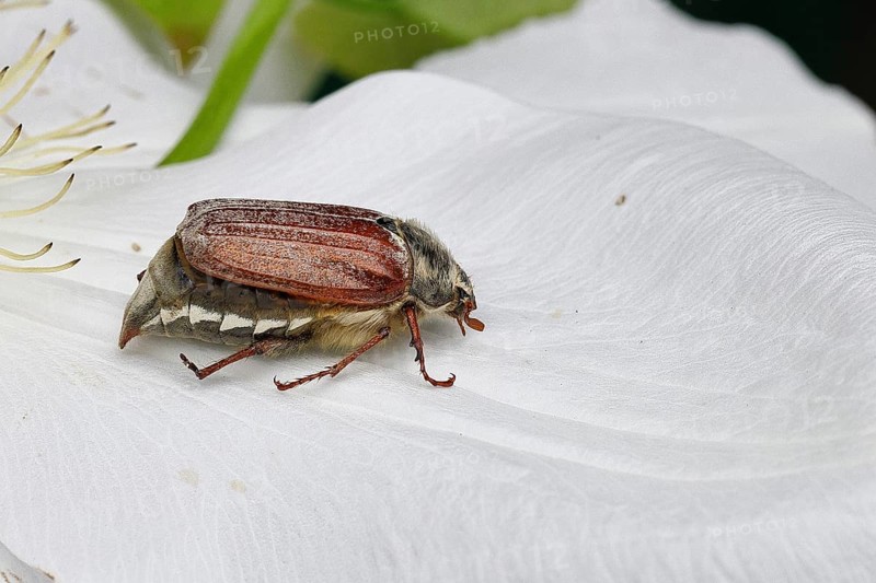 Cockchafer, field cockchafer (Melolontha melolontha), female on a clematis flower, Wilnsdorf, North Rhine-Westphalia, Germany