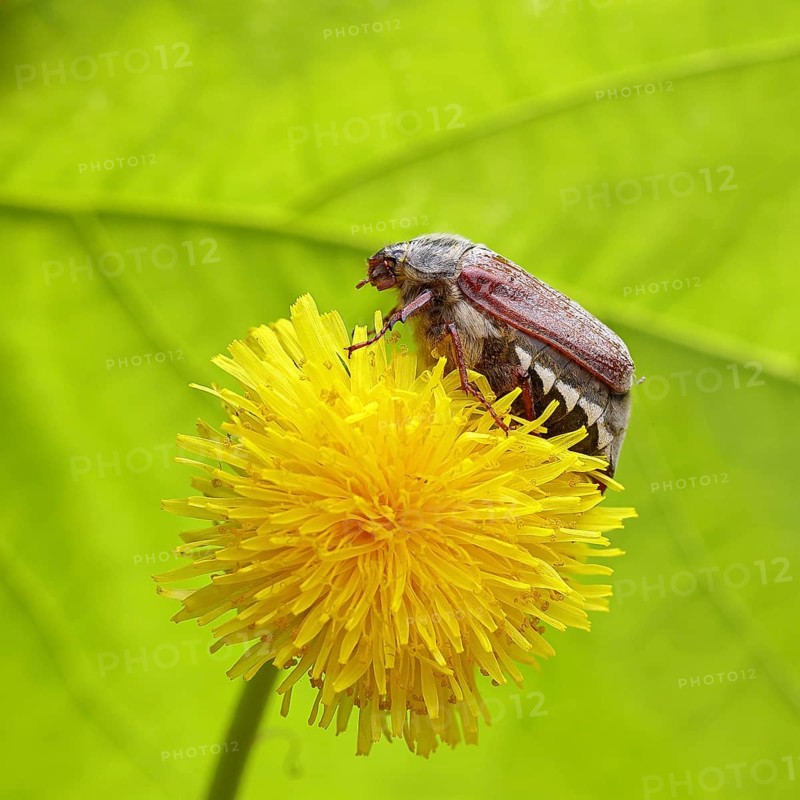Cockchafer, field cockchafer (Melolontha melolontha), female on a dandelion (Taraxacum) flower, Wilnsdorf, North Rhine-Westphalia, Germany