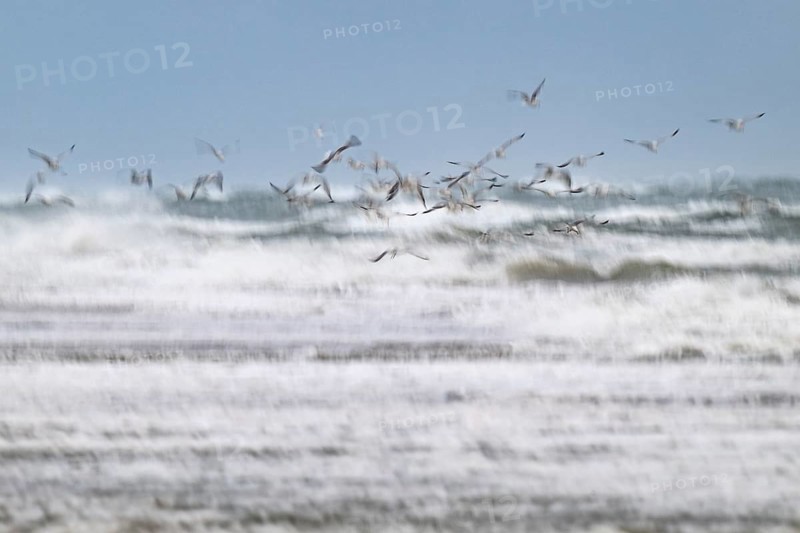 Herring gulls (Larus argentatus) in flight over the surf looking for starfish, wipe image, long exposure, Hvide Sande, North Sea, Denmark