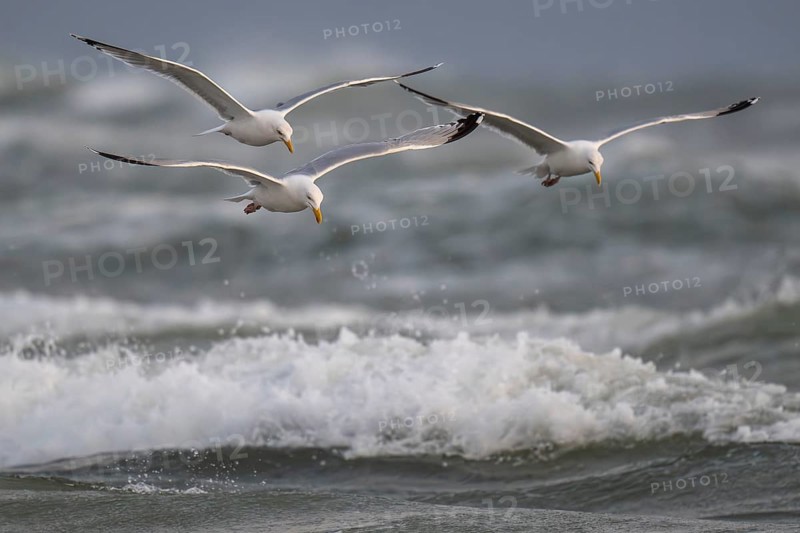 Herring gulls (Larus argentatus) in flight over the surf looking for starfish, Hvide Sande, North Sea, Denmark