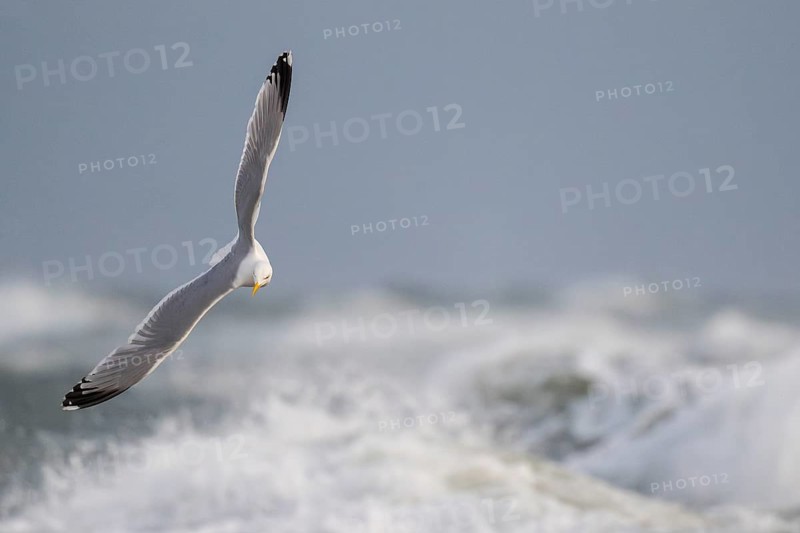 Herring gull (Larus argentatus) in flight over the surf looking for starfish, Hvide Sande, North Sea, Denmark