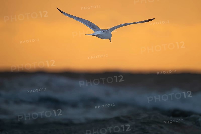 Herring gull (Larus argentatus) in flight over the surf looking for starfish, evening mood, Hvide Sande, North Sea, Denmark