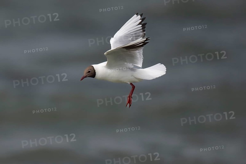 Black-headed gull (Chroicocephalus ridibundus) in summer plumage, in flight above the sea surface looking for small fish, near Hvide Sande, RingkÃ¸bing Fjord, North Sea, Denmark