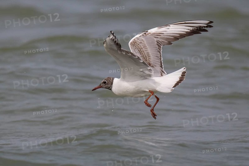 One-year-old black-headed gull (Chroicocephalus ridibundus) in summer plumage, flying over the sea surface looking for small fish, near Hvide Sande, RingkÃ¸bing Fjord, North Sea, Denmark