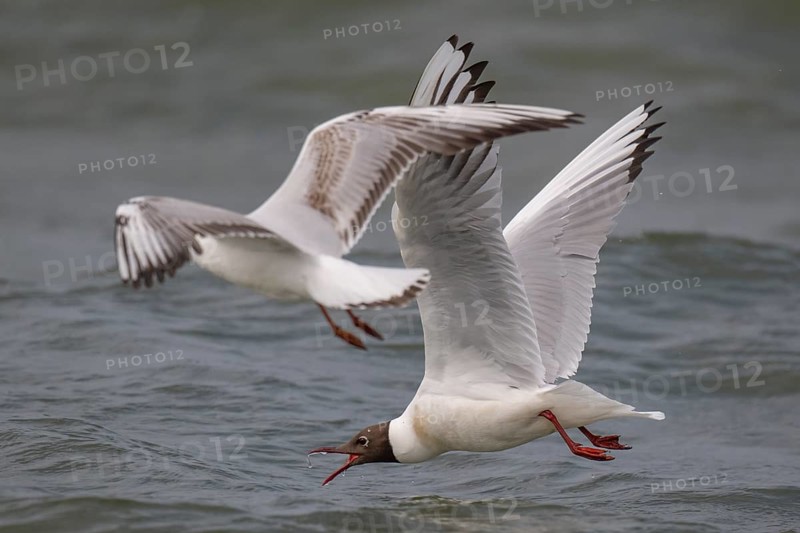 Black-headed gulls (Chroicocephalus ridibundus) in summer plumage, flying over the surf, looking for small fish, near Hvide Sande, RingkÃ¸bing Fjord, North Sea, Denmark