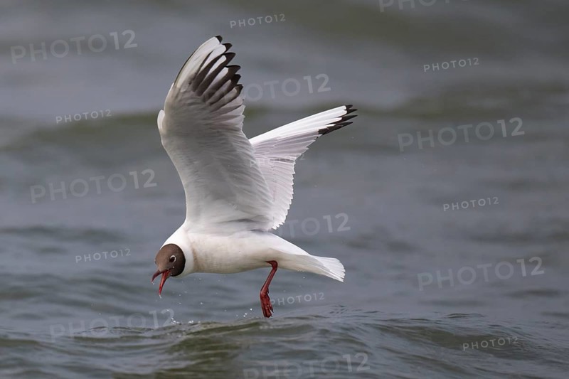 Black-headed gull (Chroicocephalus ridibundus) in summer plumage, in flight, looking for small fish, near Hvide Sande, RingkÃ¸bing Fjord, North Sea, Denmark