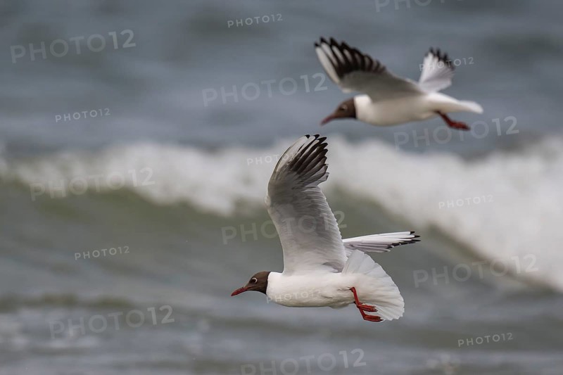 Black-headed gull (Chroicocephalus ridibundus) in summer plumage, flying above the sea surface, looking for small fish, near Hvide Sande, RingkÃ¸bing Fjord, North Sea, Denmark
