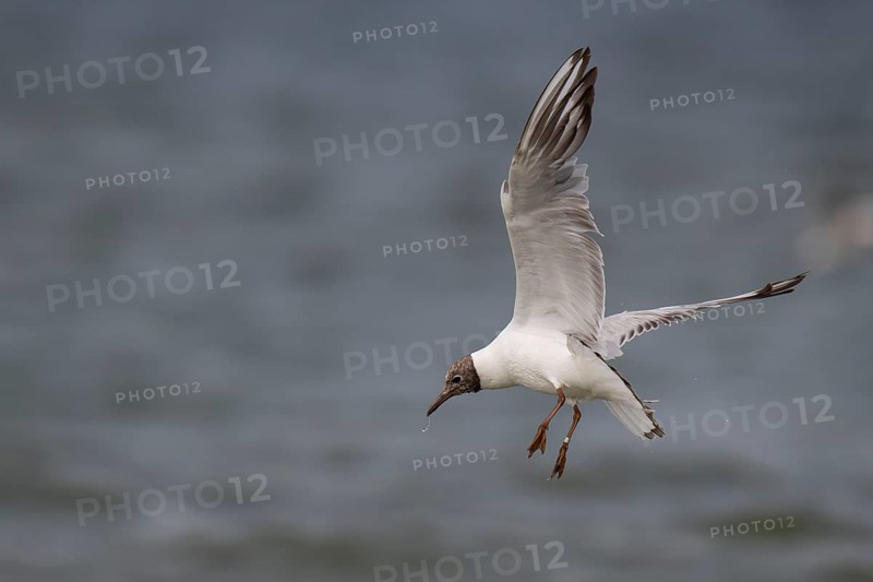 One-year-old Black-headed Black-headed Gull (Chroicocephalus ridibundus) in summer plumage, in flight above the sea surface, looking for small fish, near Hvide Sande, RingkÃ¸bing Fjord, North Sea, Denmark