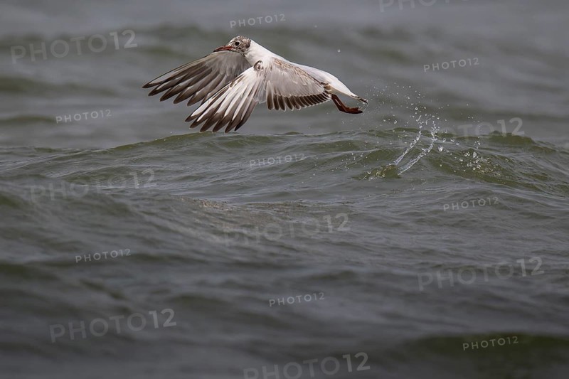 One-year-old Black-headed Black-headed Gull (Chroicocephalus ridibundus) in summer plumage, in flight above the sea surface, looking for small fish, near Hvide Sande, RingkÃ¸bing Fjord, North Sea, Denmark