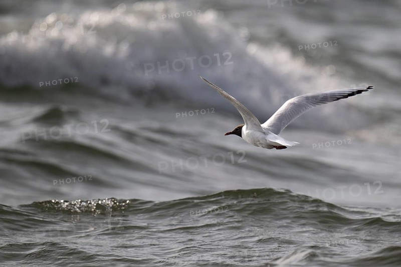 Black-headed gull (Chroicocephalus ridibundus) in summer plumage, flying over the sea surface in the surf, looking for small fish, near Hvide Sande, RingkÃ¸bing Fjord, North Sea, Denmark