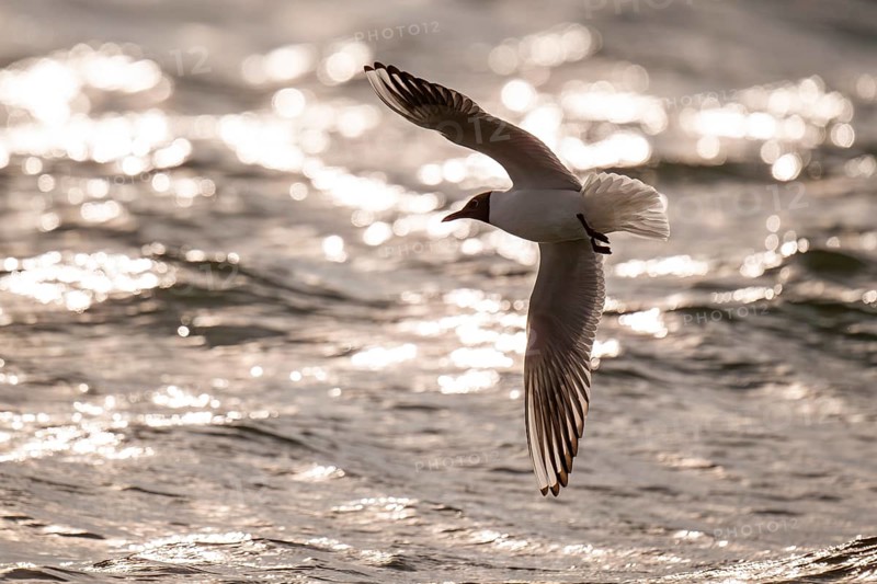 Black-headed gull (Chroicocephalus ridibundus) in summer plumage, flying above the sea surface, looking for small fish, near Hvide Sande, RingkÃ¸bing Fjord, North Sea, Denmark