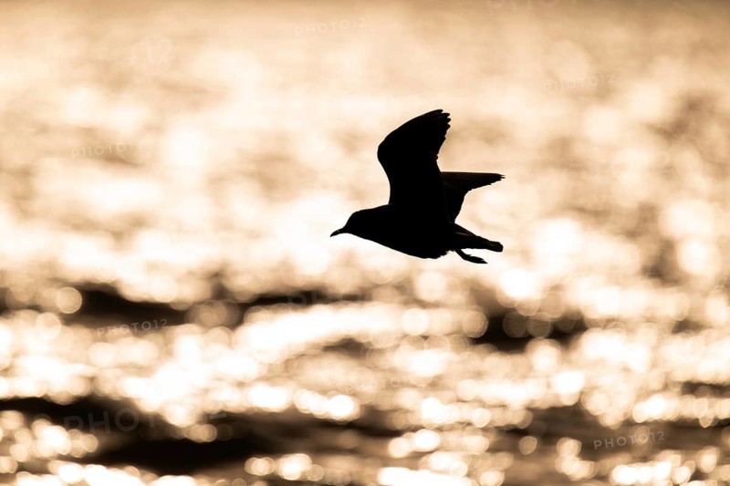 Black-headed gull (Chroicocephalus ridibundus) in flight over the sea surface, looking for small fish, backlight, silhouette, near Hvide Sande, RingkÃ¸bing Fjord, North Sea, Denmark