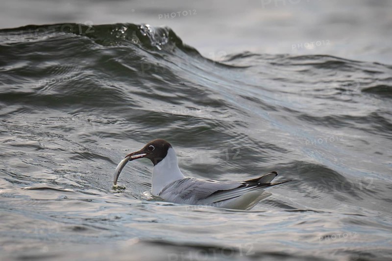 Black-headed gull (Chroicocephalus ridibundus) in summer plumage, swimming on the sea surface with a small fish in its beak, near Hvide Sande, RingkÃ¸bing Fjord, North Sea, Denmark