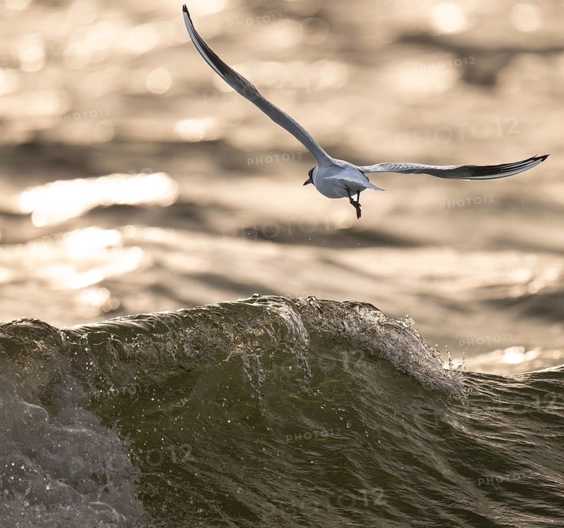 Black-headed Black-headed Gull (Chroicocephalus ridibundus) in summer plumage, in flight over the surfBlack-headed Gull (Chroicocephalus ridibundus) in summer plumage, in flight over the sea surface, looking for small fish, near Hvide Sande, RingkÃ¸bing Fjord, North Sea, Denmark