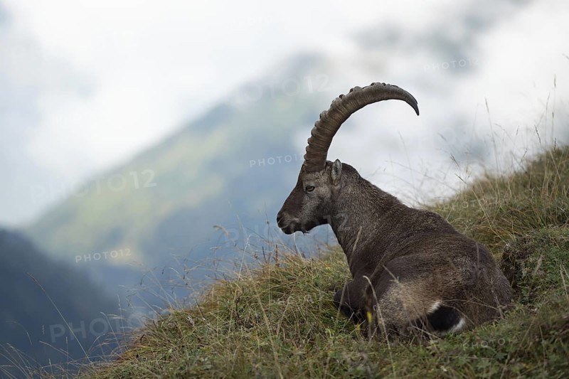 Lunch break in the Alps... Ibex (Capra ibex), Alpine ibex lying in the grass in beautiful surroundings, resting and moulting again, native nature, High Alps, Alps, Bernese Oberland, Switzerland, Western Europe