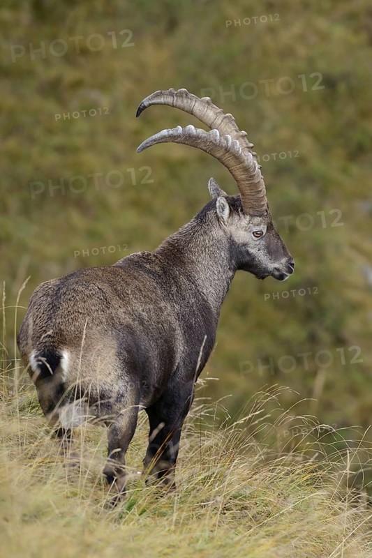 In the Swiss Alps... Ibex (Capra ibex), male ibex, strong, full-grown buck, magnificent animal with long horns, standing on the edge of a steep slope in natural surroundings, looking dreamily down into the valley, native nature, High Alps, Alps, Bernese Oberland, Switzerland, Western Europe
